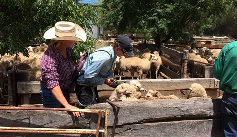 trabajo en la granja australia.